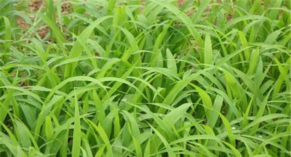 高粱蚜虫危害症状