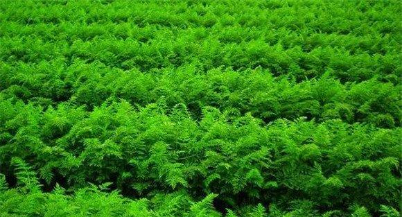 胡萝卜种植的品种选择