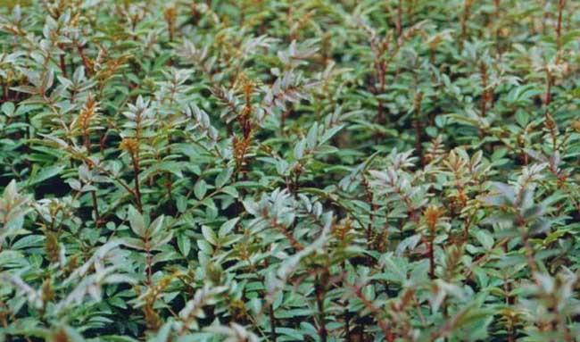 花椒育苗技术