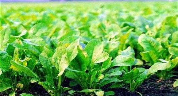菠菜的品种选择