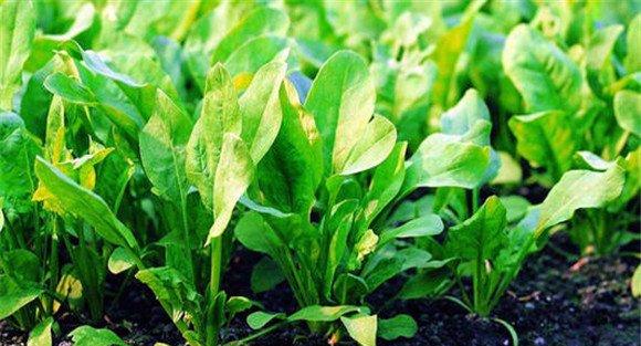 菠菜的田间管理方法