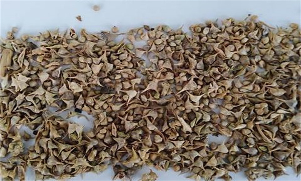 目前菠菜种子生产中存在哪些问题