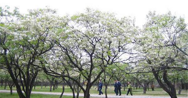 油桐苗林