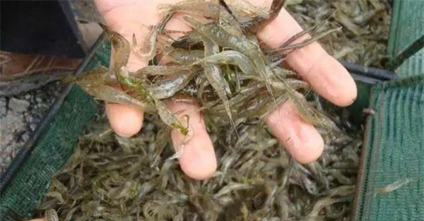 池塘青虾双茬的科学养殖