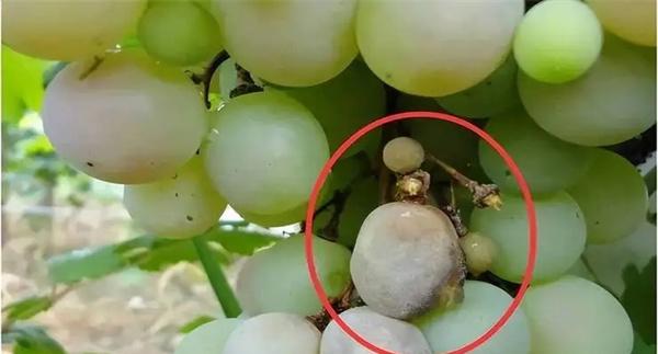 葡萄白腐病