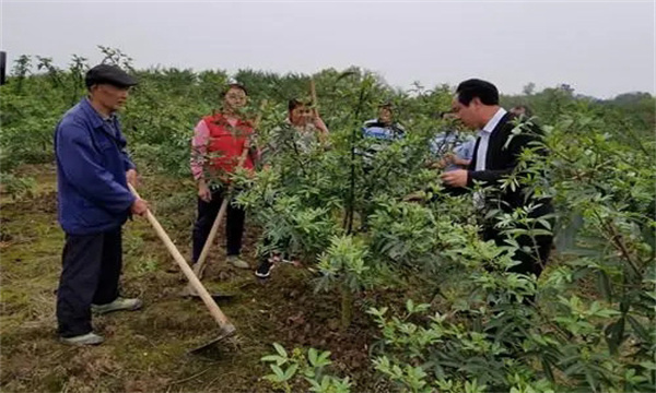 花椒秋季施肥的时间