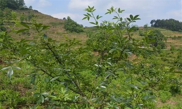 花椒推荐秋施基肥方案