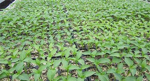 烤烟育苗有哪几种方法