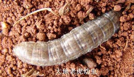 地老虎怎么治