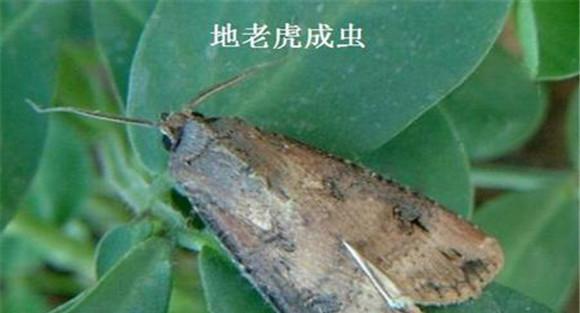 地老虎的预防方法