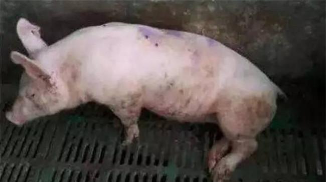 剖检病（死）猪