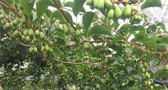 无花果的生态习性