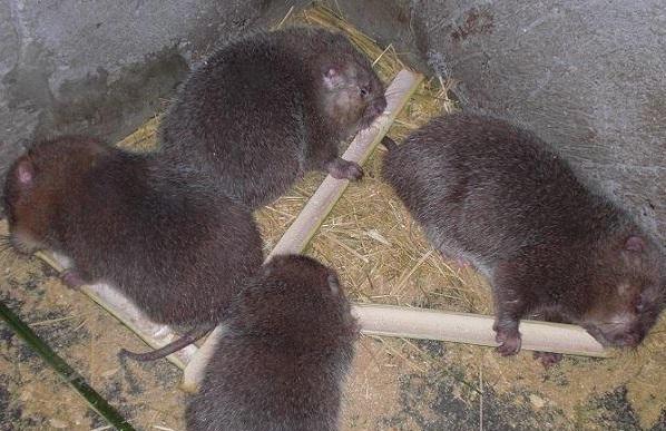 竹鼠养殖
