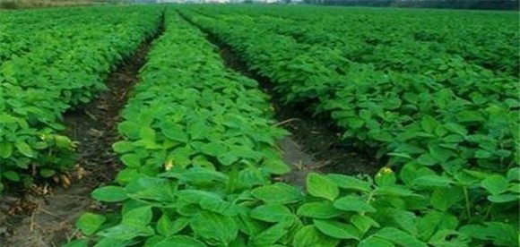 毛豆种植技术和管理技术2