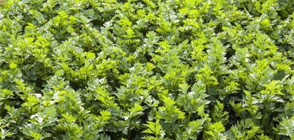 夏西芹的种植时间