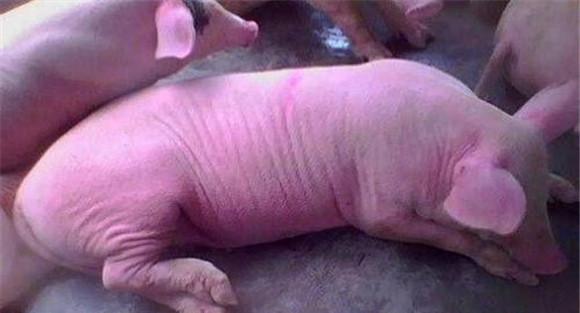 乳猪呕吐是怎么回事