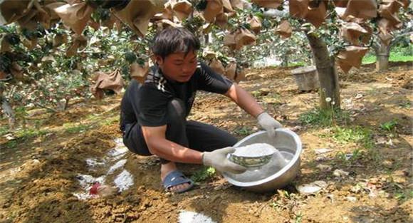 套袋苹果的施肥管理