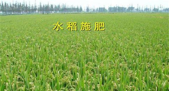 水稻中期怎样施肥 施什么肥