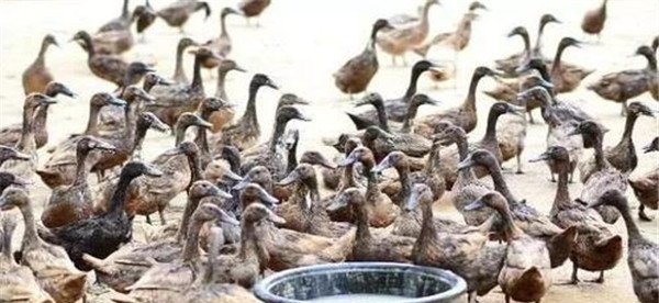 小麦播前的药剂拌种防病虫方法和需注意事项