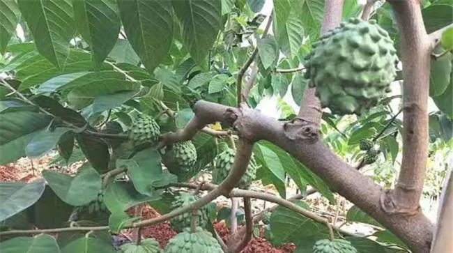 释迦果种植需要哪些因素
