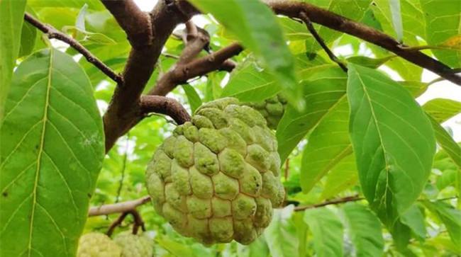 释迦果种植技术