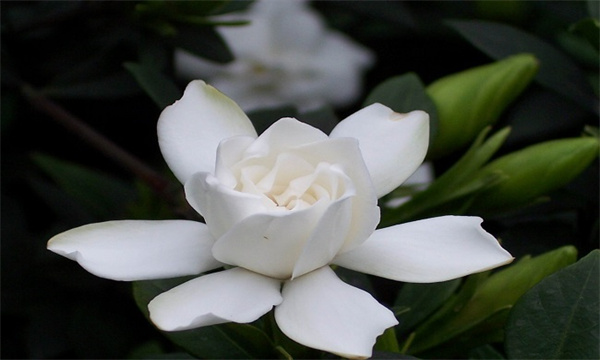 栀子花叶子发黑是什么