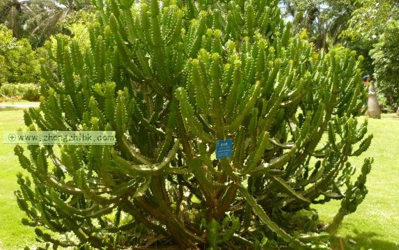 霸王鞭种植方法