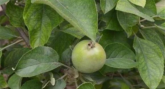 苹果白粉病用什么药好