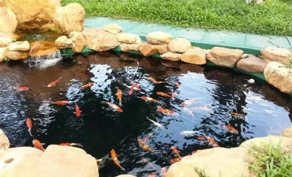 鱼池养锦鲤其他要注意的问题