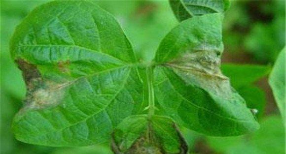 菜豆灰霉病的传播途径
