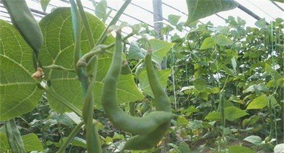 菜豆灰霉病的防治方法