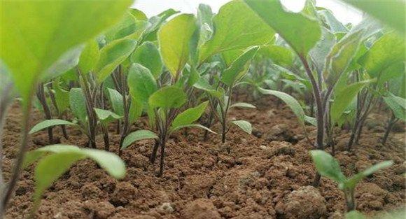 茄子育苗技术要点