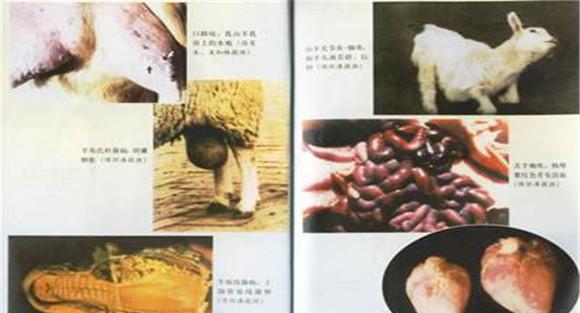 羊鼻蝇蛆病