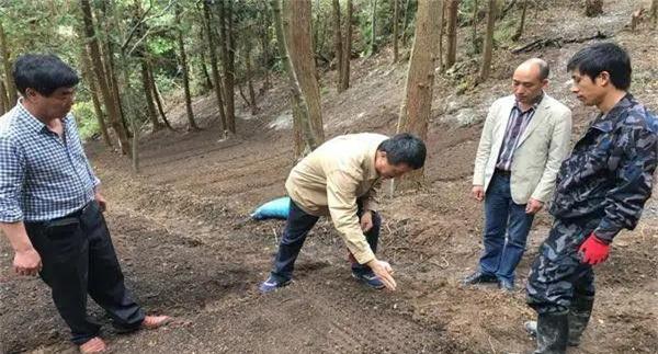 山茱萸的栽培技术要点与主要管理步骤