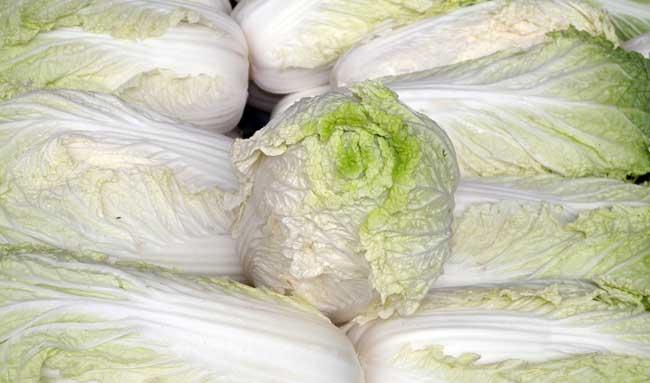 白菜种子品种及播种方法