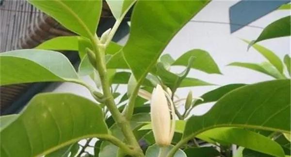白兰花冬季如何养护