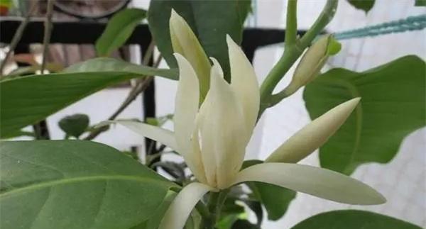 白兰花雨后叶子掉了怎么办