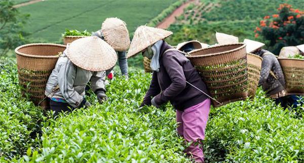 茶叶采摘标准