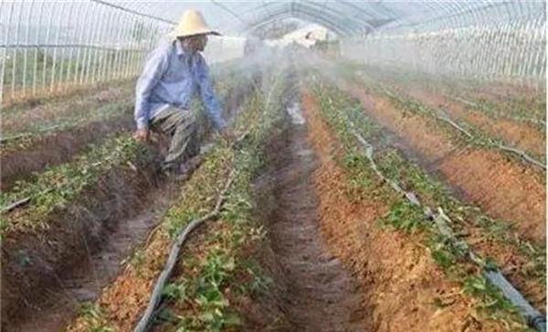 头三水养出壮棵