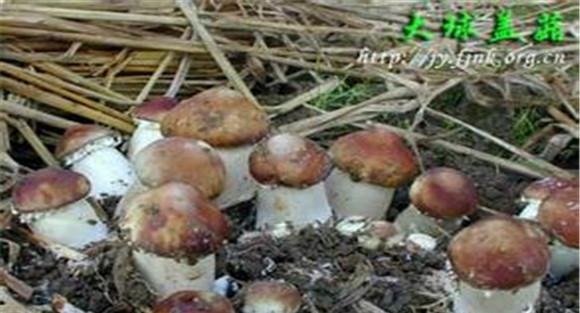 葡萄园间作大球盖菇栽培技术