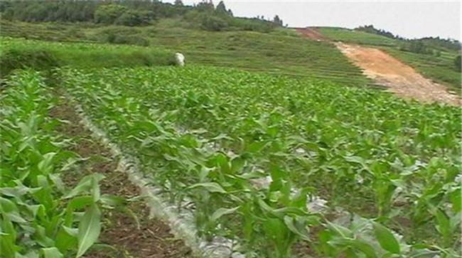 地膜玉米种植技术要点