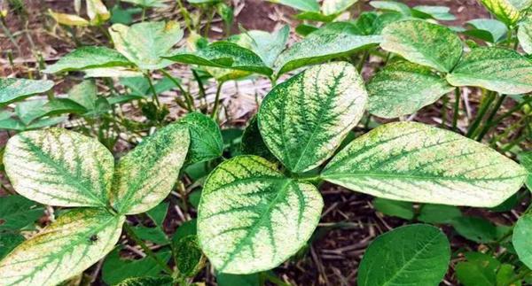 乳氟禾草灵的防治对象及其应用技术要点