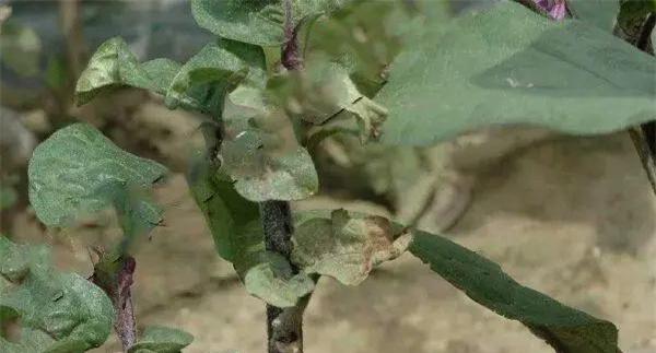 茄子病毒病的防治方法