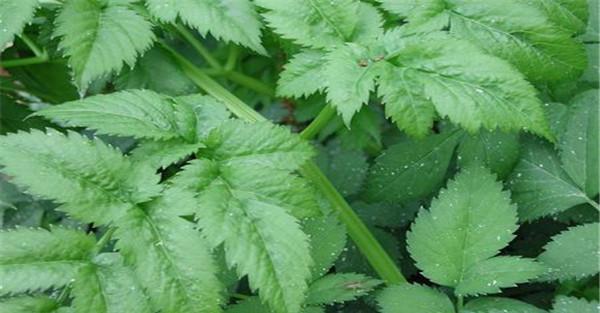 山芹菜的种植
