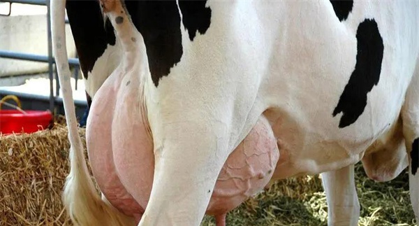 如何饲养泌乳初期奶牛