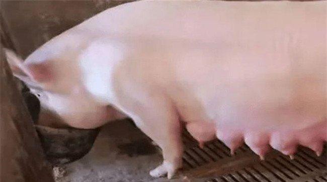 五种哺乳母猪催乳的方法