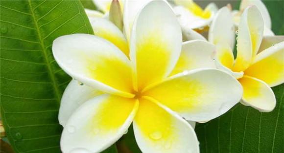 盆栽鸡蛋花怎么养？