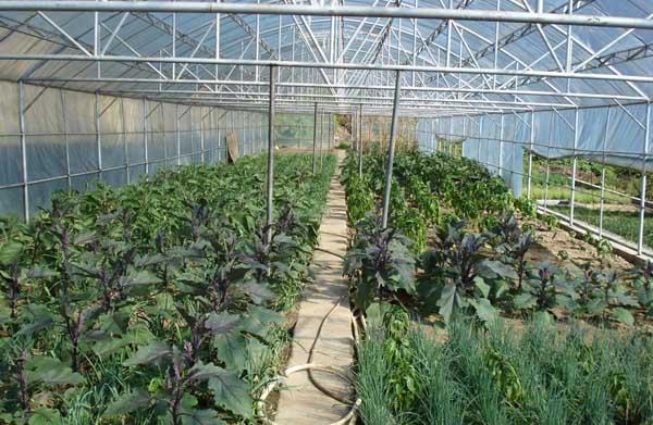 大棚蔬菜种植技术