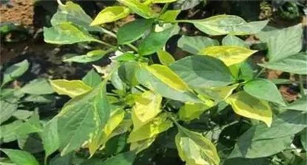 春季辣椒落花落果的原因及管理措施是什么?