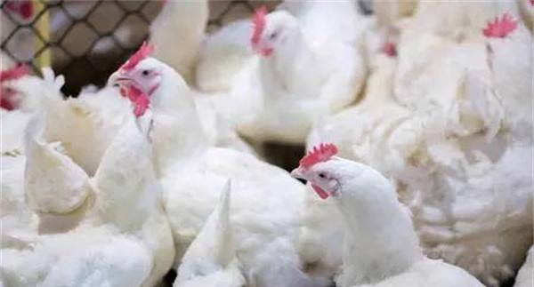 肉鸡育成期管理要点